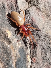 Dysdera crocata
