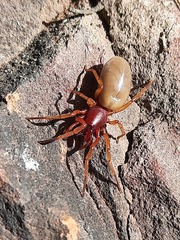 Dysdera crocata