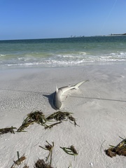 Carcharhinus acronotus