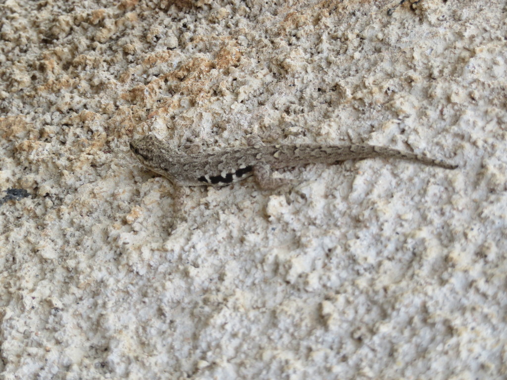 Side-spotted dwarf gecko