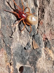 Dysdera crocata