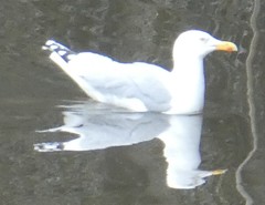 Larus argentatus