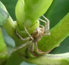 Araneae