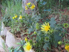 Berkheya erysithales