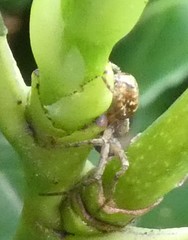 Araneae