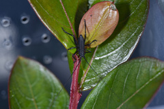 Tegra