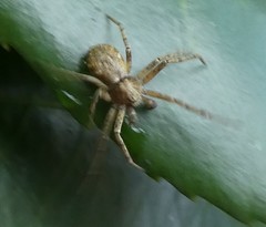 Araneae