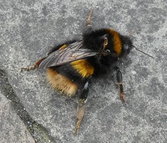Bombus