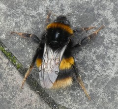 Bombus