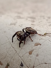 Macaroeris nidicolens