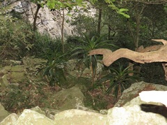 Dracaena aletriformis