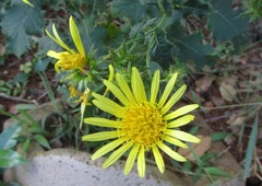 Berkheya erysithales