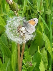 Coenonympha pamphilus