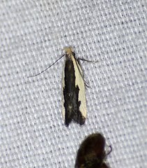 Dichomeris serrativittella