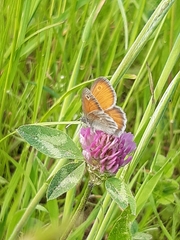 Coenonympha pamphilus