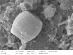 Scyphosphaera apsteinii