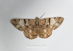 Psilalcis pallidaria