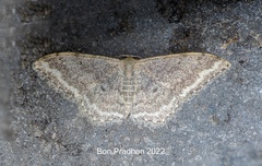 Idaea falcipennis