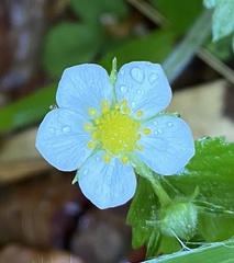 Fragaria vesca vesca