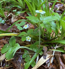 Fragaria vesca vesca
