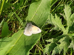Coenonympha pamphilus