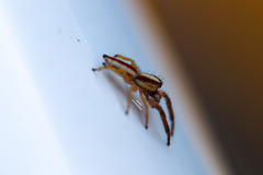 Afraflacilla braunsi