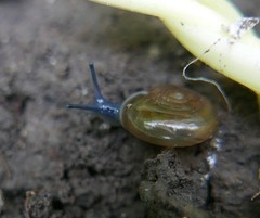 Aegopinella nitidula