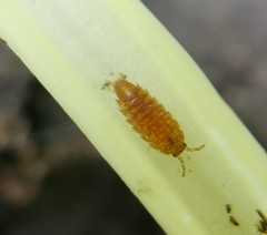 Trichoniscus pusillus