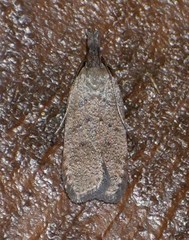 Dichomeris ventrellus