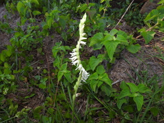 Spiranthes vernalis image