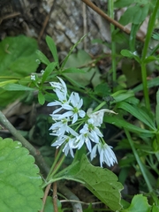 Allium ursinum