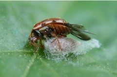 Dinocampus coccinellae