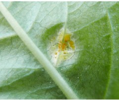 Melampsora rostrupii