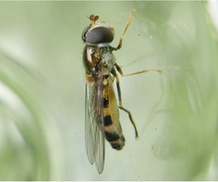 Meligramma triangulifera