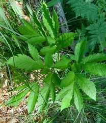Physospermum verticillatum