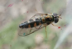 Meligramma triangulifera