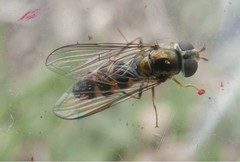 Meligramma triangulifera