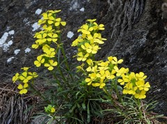 Erysimum jugicola