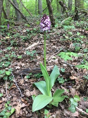 Orchis purpurea