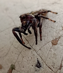 Macaroeris nidicolens