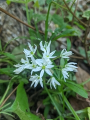 Allium ursinum