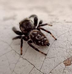 Macaroeris nidicolens