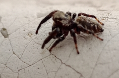 Macaroeris nidicolens