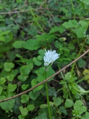 Allium ursinum