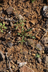 Lepidium africanum divaricatum