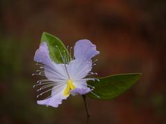 Capparis rheedei