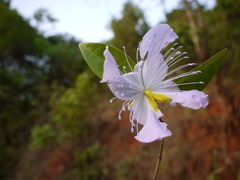 Capparis rheedei