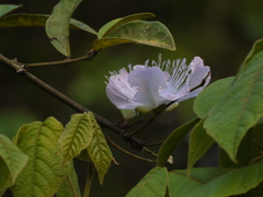 Capparis rheedei