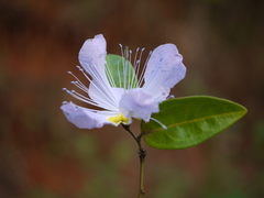 Capparis rheedei
