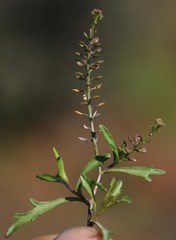 Lepidium africanum divaricatum